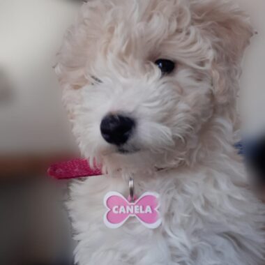 תג שם מעוצב לכלבים וחתולים בהתאמה אישית