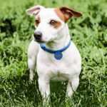 תג שם לכלבים וחתולים בהתאמה אישית