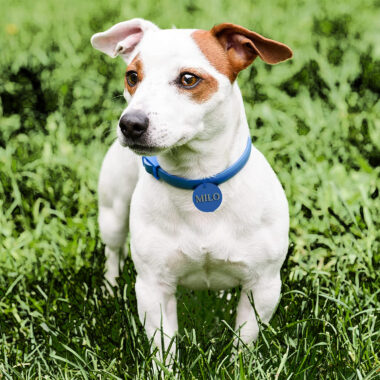 תג שם לכלבים וחתולים בהתאמה אישית