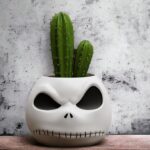 עציץ ג'ק סקלינגטון